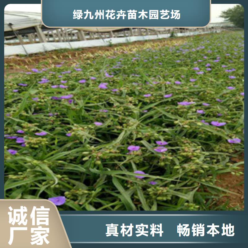 时令草花耐寒耐旱草花基地实力公司