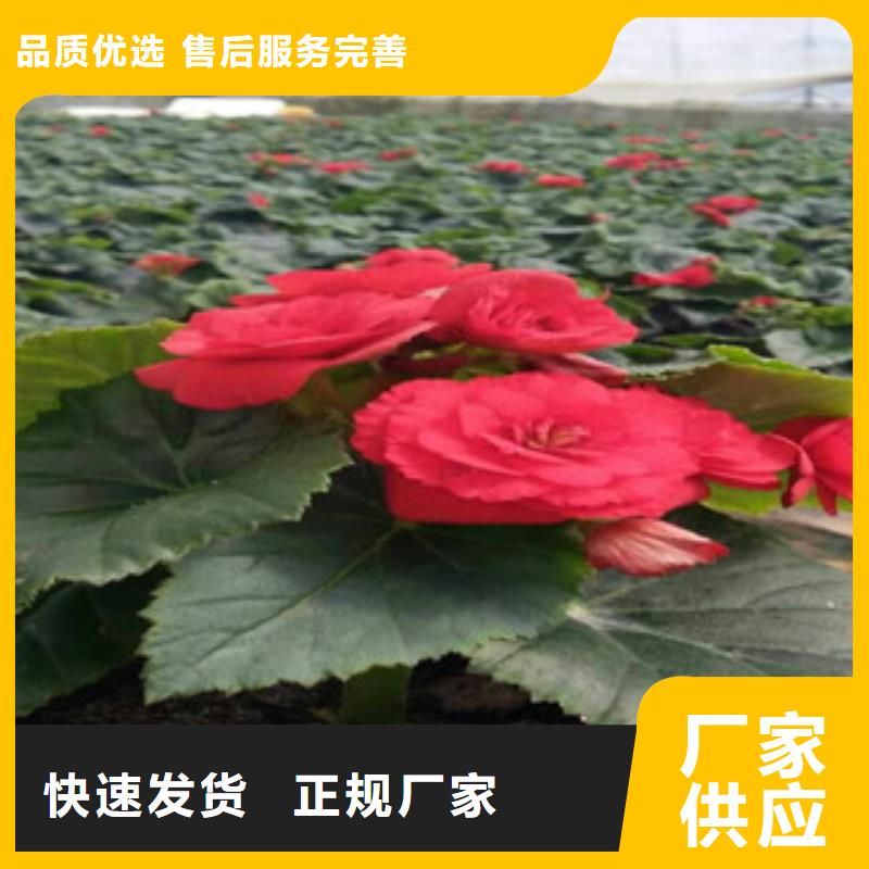 【时令草花】耐寒耐旱草花基地好货直供