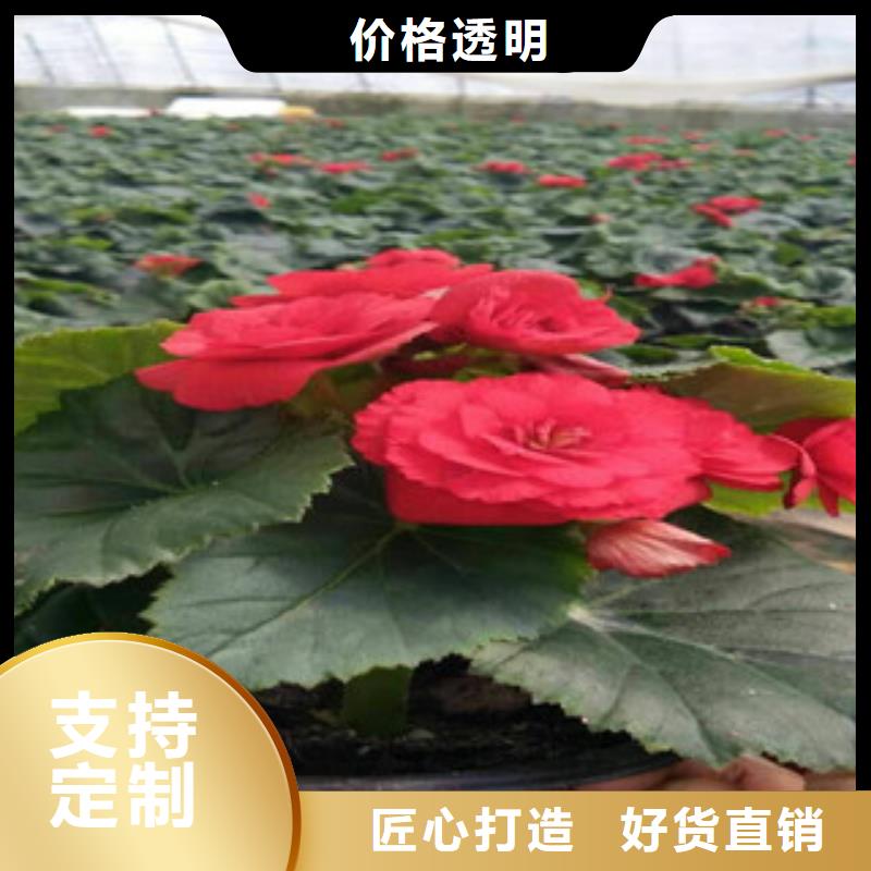 时令草花_耐寒耐旱草花基地产品参数