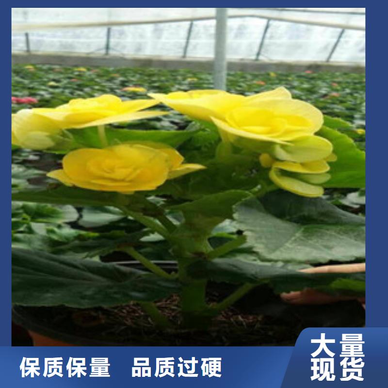 时令草花鲁冰花/粉黛乱子草优质原料