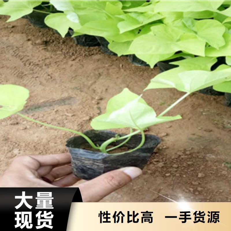 时令草花,【鲁冰花/粉黛乱子草】专业生产品质保证