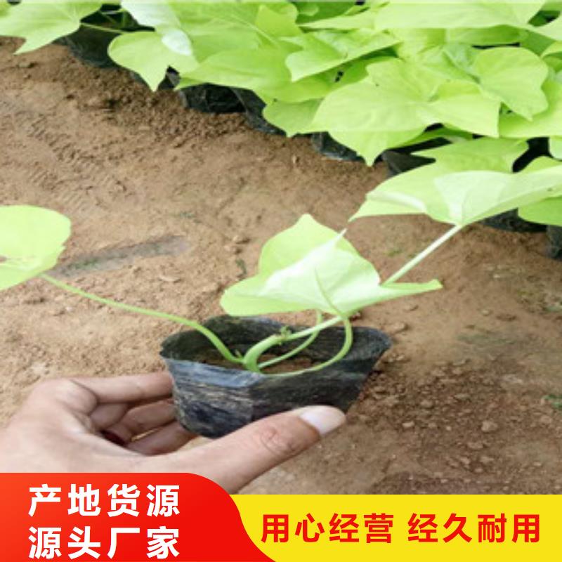 时令草花五一国庆草花批发长期供应