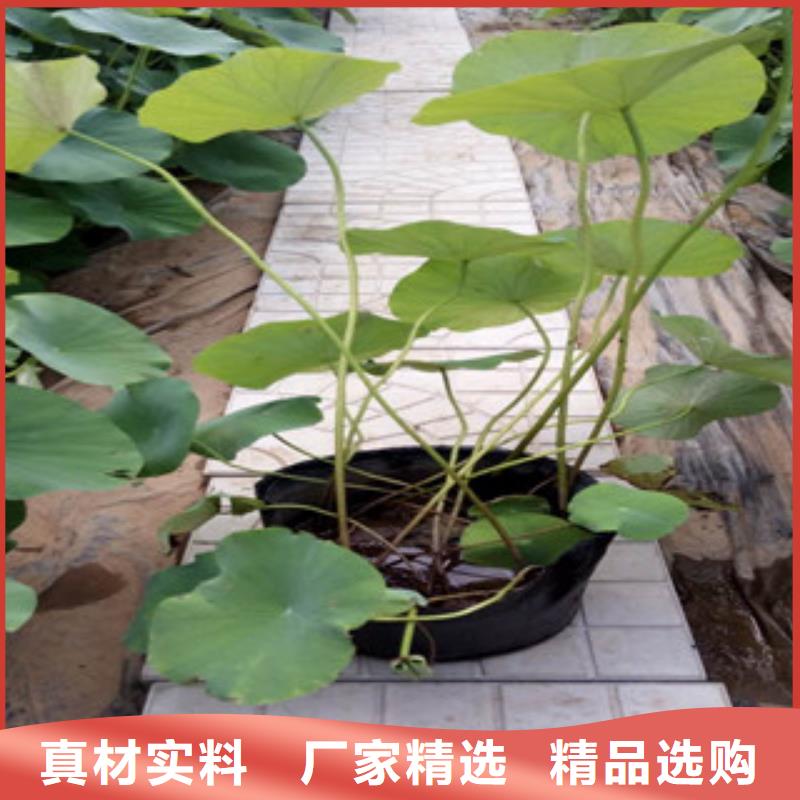 时令草花鲁冰花/粉黛乱子草工厂自营