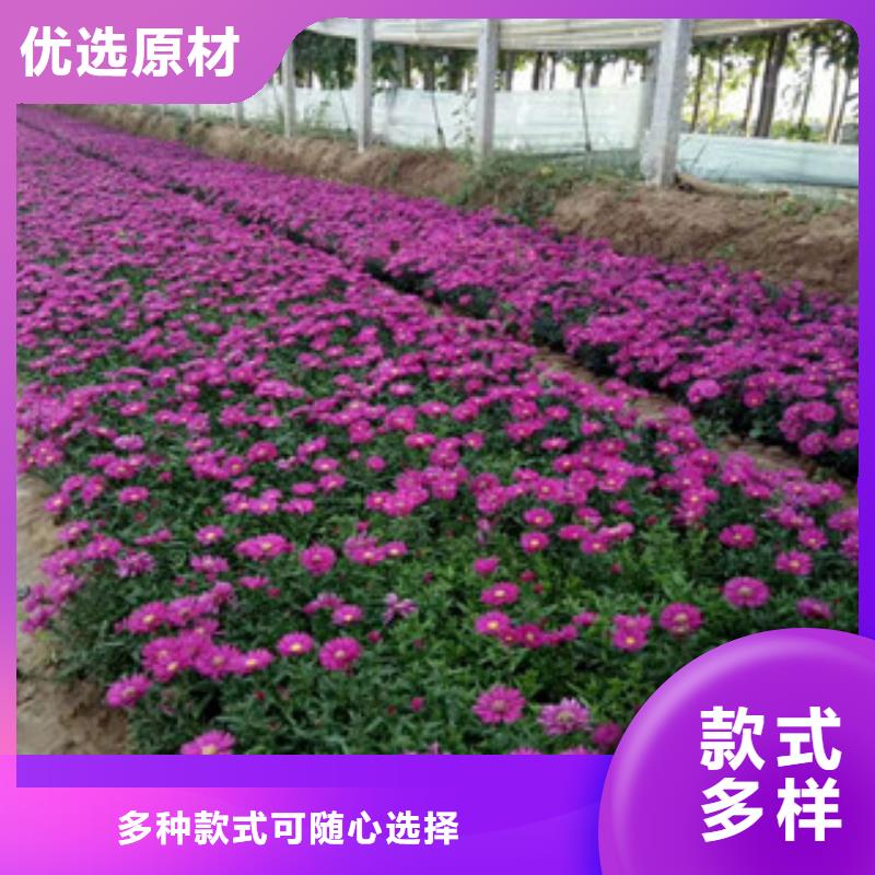 时令草花-耐寒耐旱草花基地优选厂商