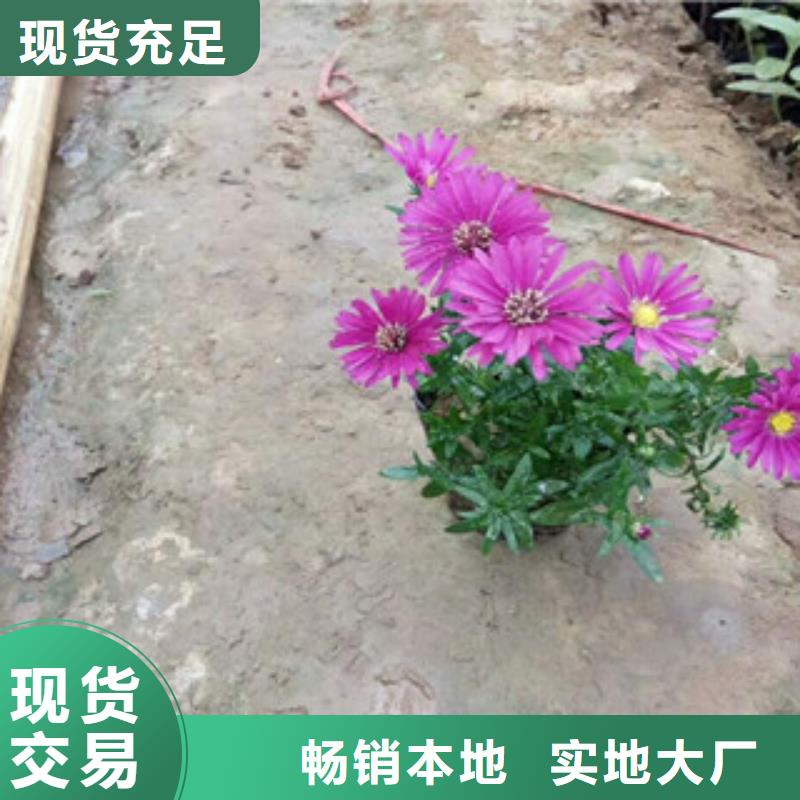 时令草花宿根花卉基地种类丰富