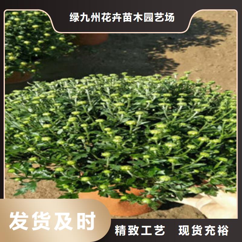 时令草花花海景观工程采购无忧