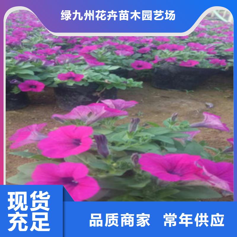 时令草花_【五一国庆草花批发】大厂家实力看得见