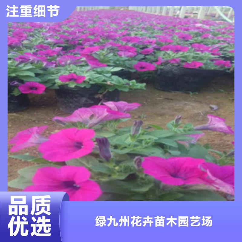 时令草花宿根花卉基地欢迎来厂考察