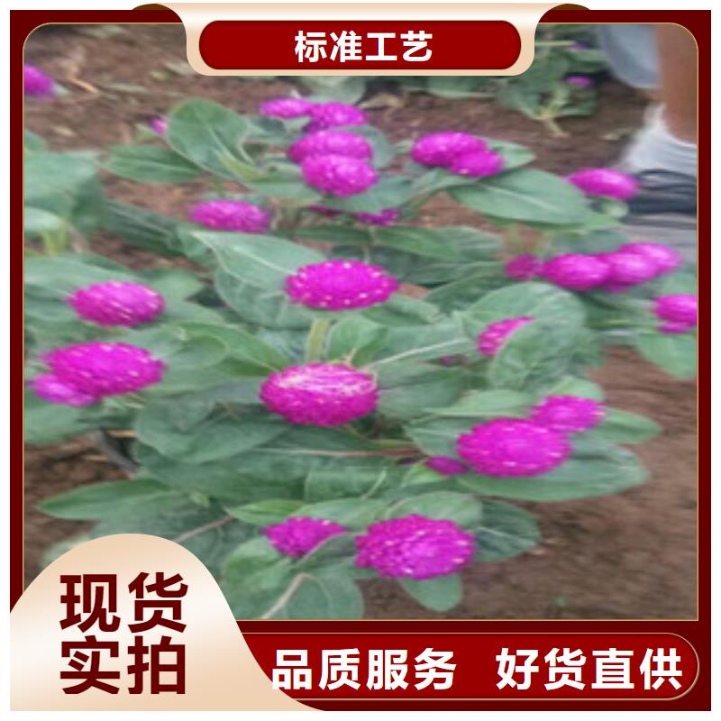 时令草花时令花卉/绿化草花价格出货及时