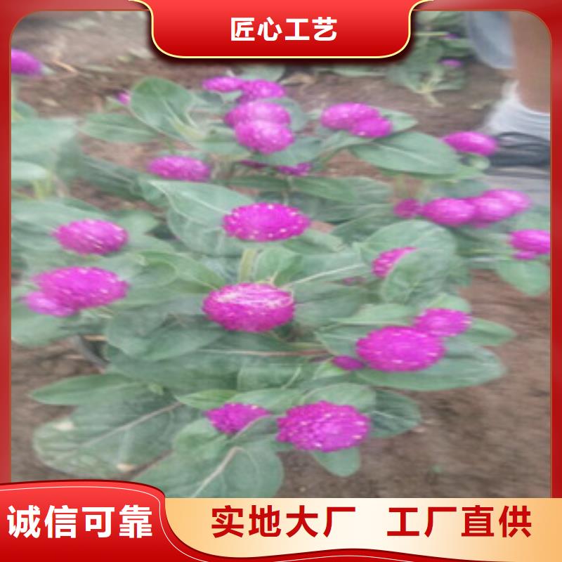 时令草花宿根花卉基地品类齐全