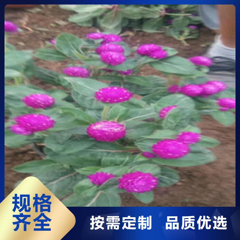 时令草花宿根花卉基地诚信厂家