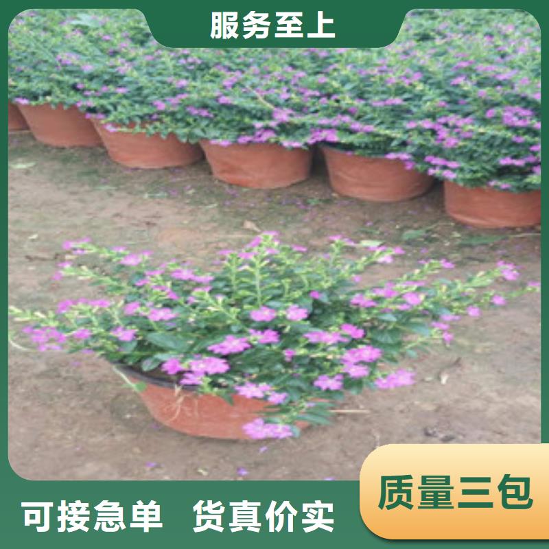 时令草花宿根花卉基地好货直供