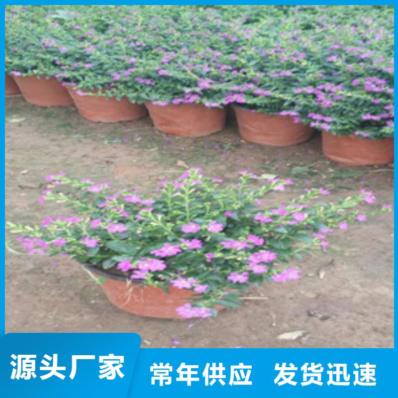 时令草花花海景观工程加工定制