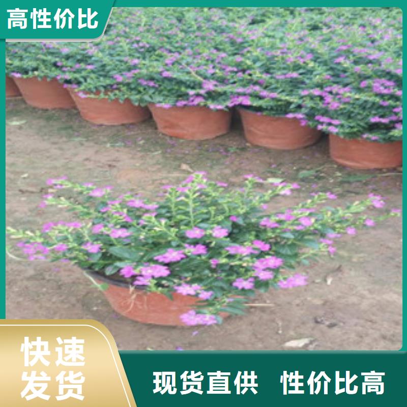 时令草花宿根花卉基地诚信厂家