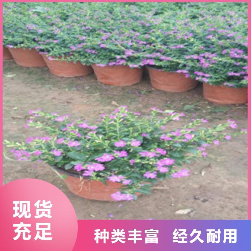 时令草花观赏草/蒲苇狼尾草定制零售批发