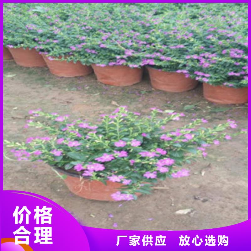 时令草花_耐寒耐旱草花基地产品参数