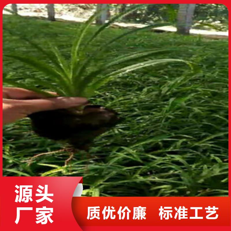 时令草花观赏草/蒲苇狼尾草定制零售批发