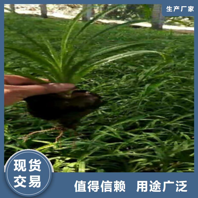 时令草花五一国庆草花批发自营品质有保障