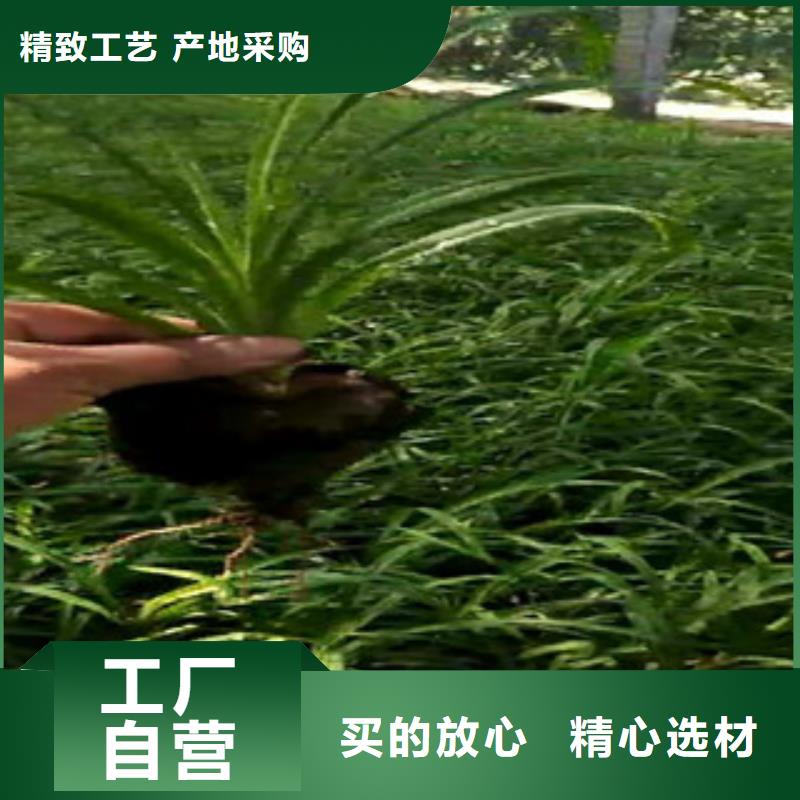 时令草花耐寒耐旱草花基地实力公司