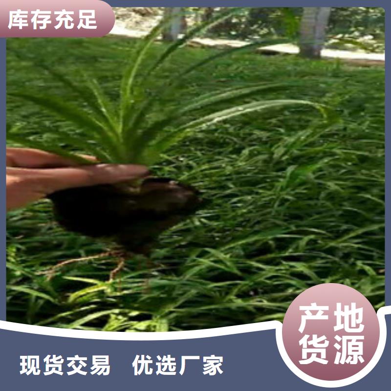 时令草花鲁冰花/粉黛乱子草品质保障售后无忧