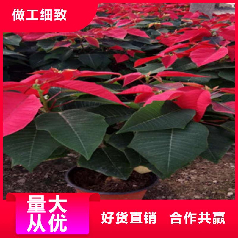 时令草花宿根花卉基地品类齐全