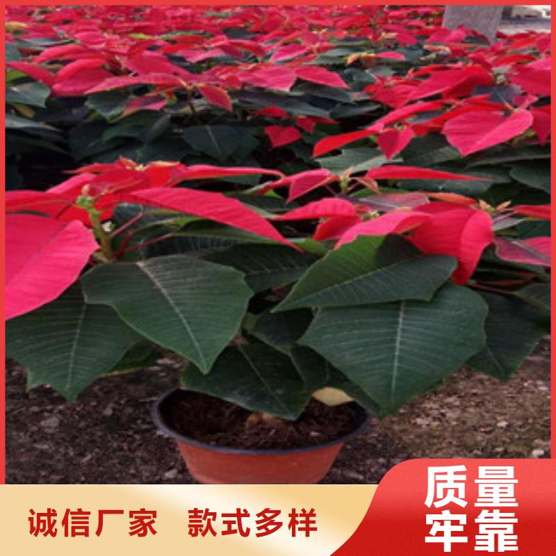 【时令草花】耐寒耐旱草花基地拒绝差价