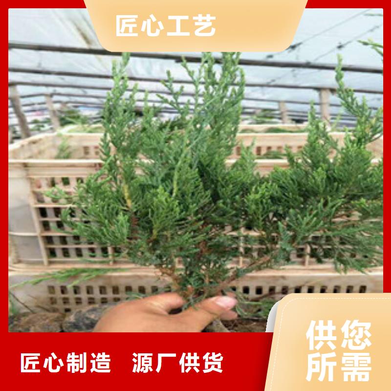 【时令草花】耐寒耐旱草花基地拒绝差价