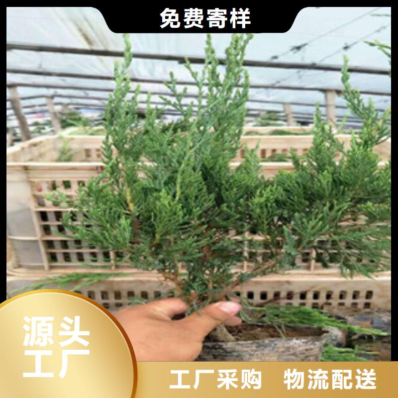 时令草花观赏草/蒲苇狼尾草海量货源