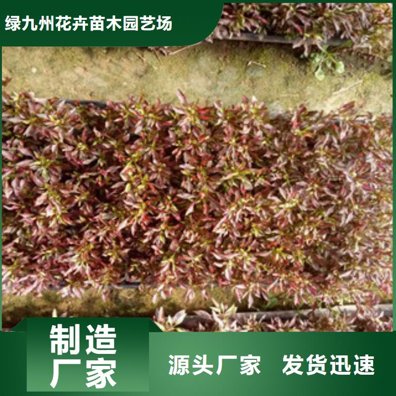 【时令草花】花海景观工程精选货源