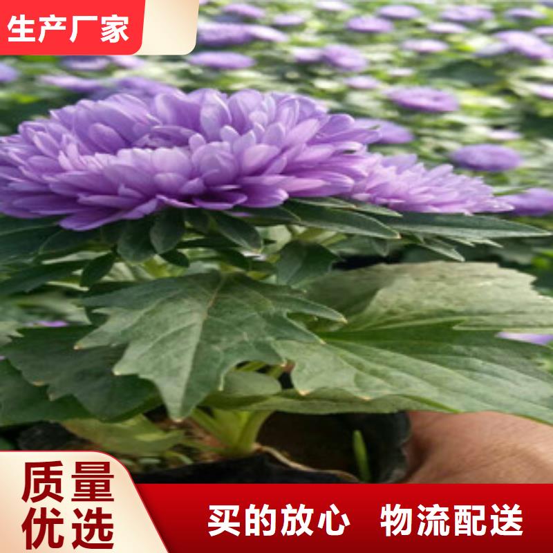 【时令草花】时令花卉/绿化草花价格为您精心挑选