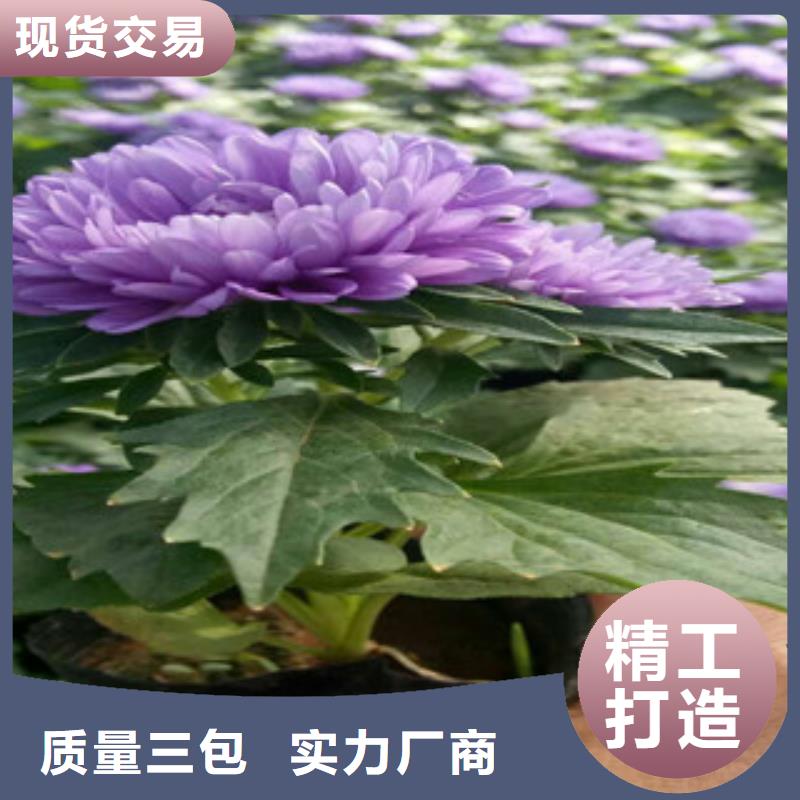 时令草花宿根花卉基地本地厂家值得信赖