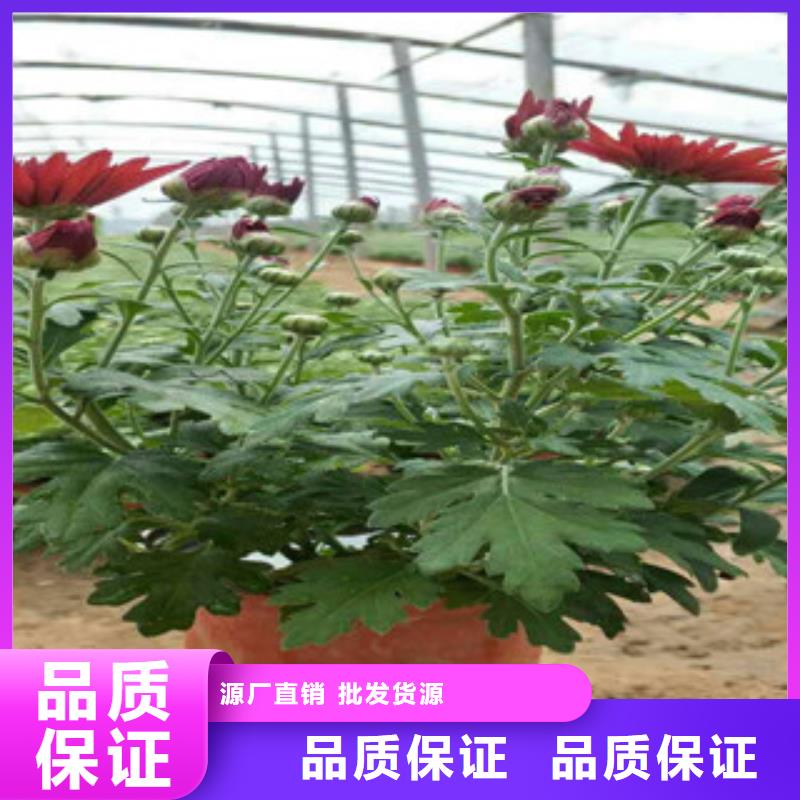 时令草花五一国庆草花批发诚信商家