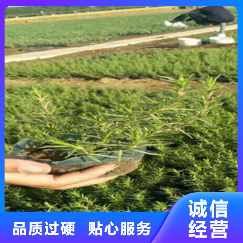 时令草花花海景观工程加工定制