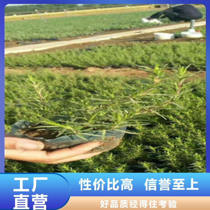 时令草花五一国庆草花批发自营品质有保障