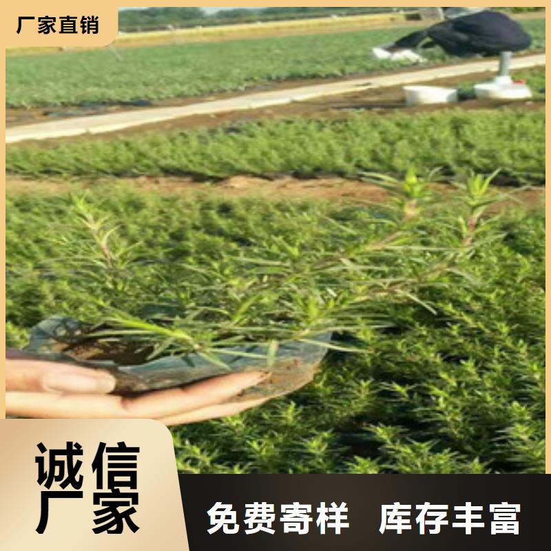 时令草花花海景观工程多种款式可随心选择