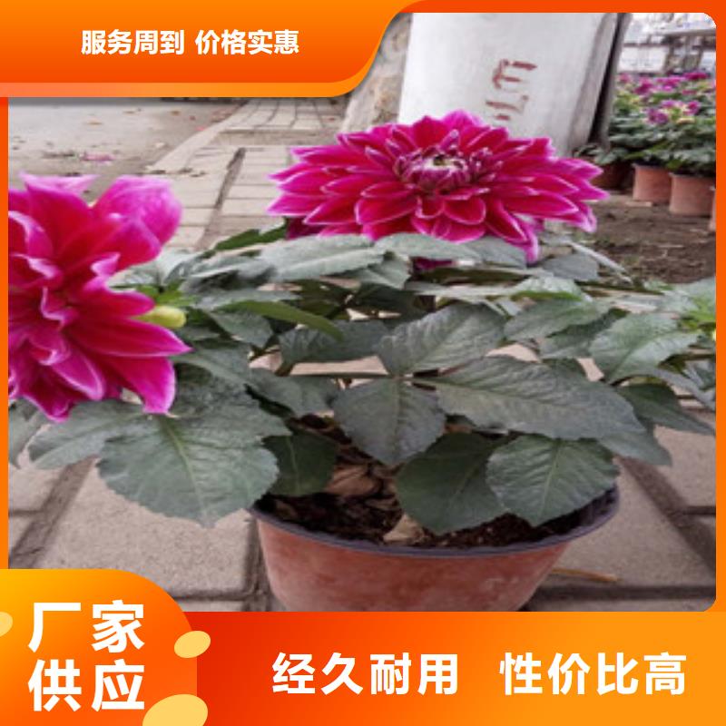 时令草花_花海景观工程实体诚信经营