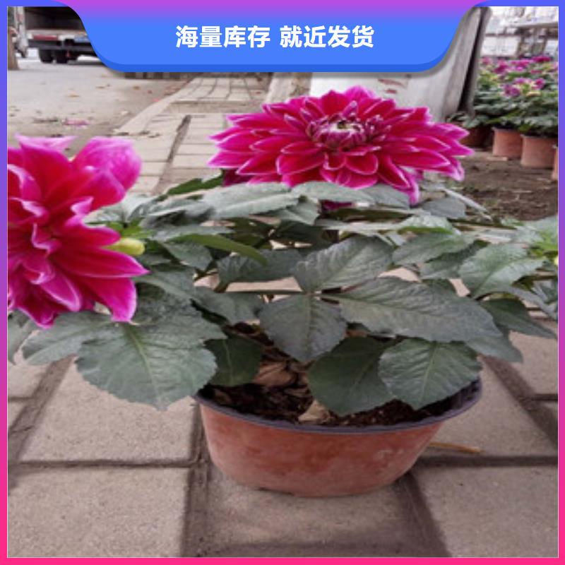 时令草花五一国庆草花批发自营品质有保障