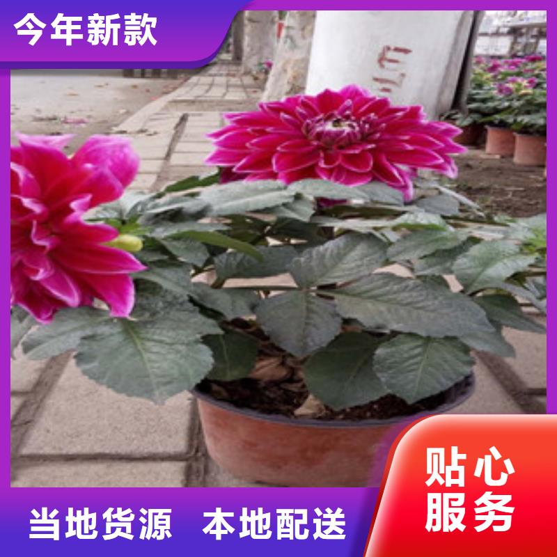 时令草花鲁冰花/粉黛乱子草用品质说话