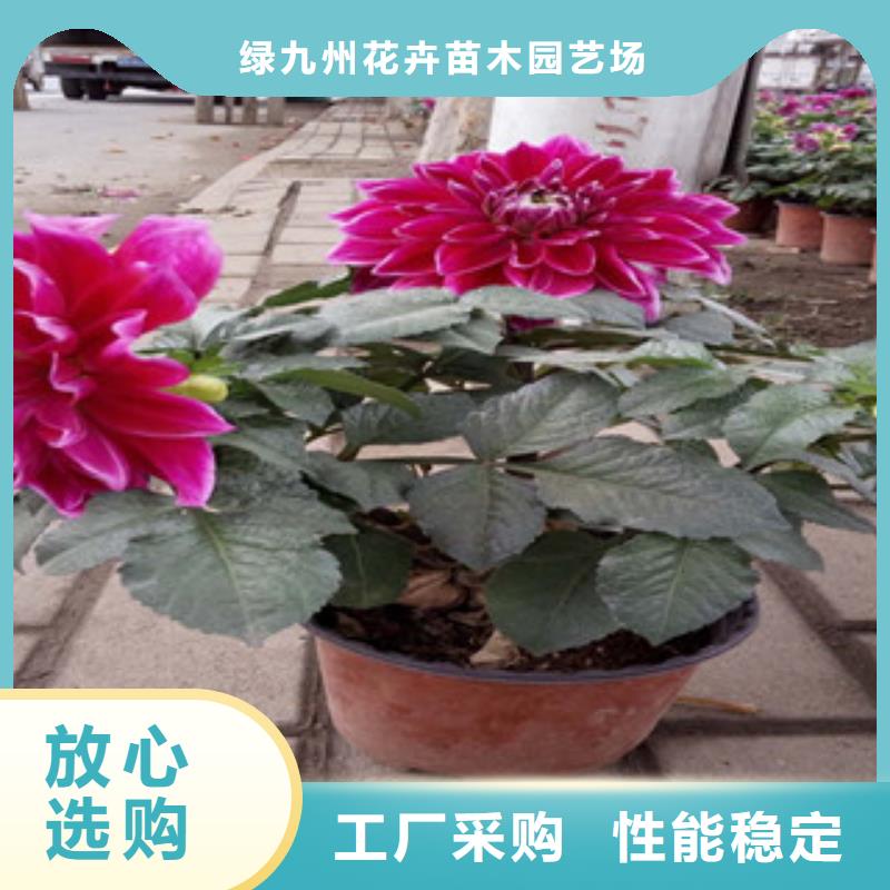 时令草花宿根花卉基地产品优良