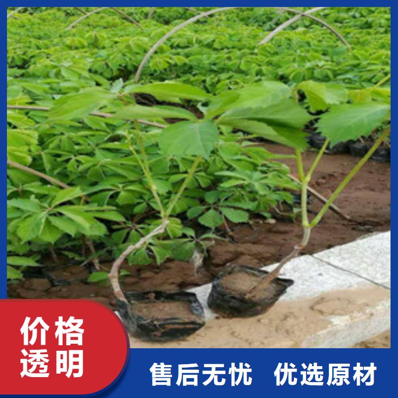 宿根花卉-【水生植物/荷花睡莲】快捷物流