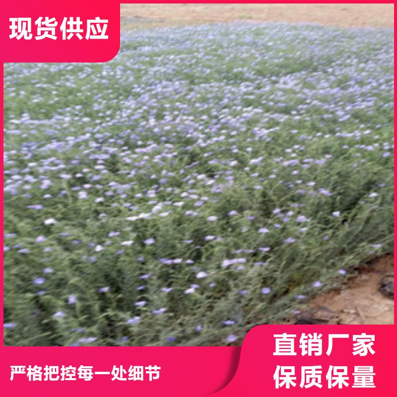 宿根花卉鲁冰花/粉黛乱子草优选厂商