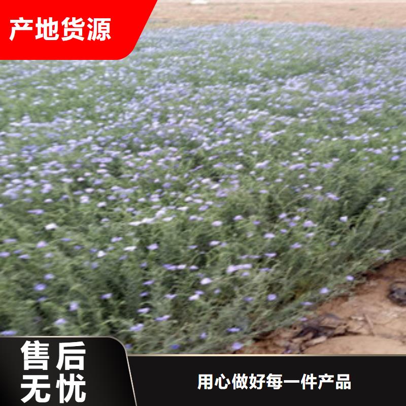 宿根花卉_时令花卉/绿化草花价格可放心采购