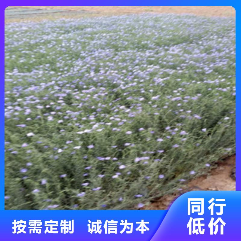 宿根花卉花海景观工程用心做品质