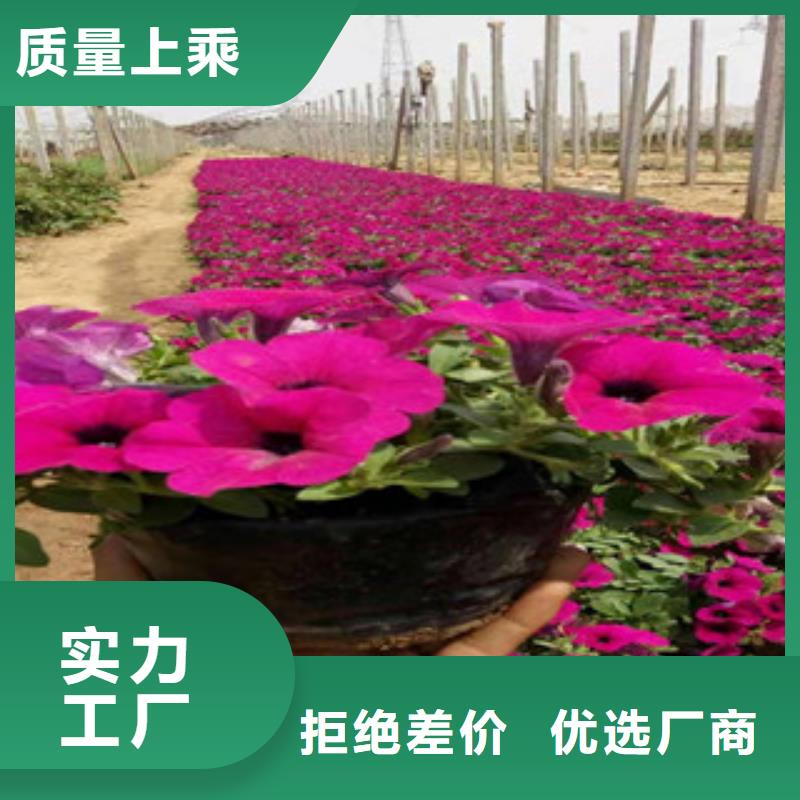 宿根花卉花海景观工程用心做品质