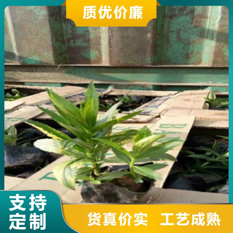 宿根花卉水生植物/荷花睡莲放心得选择