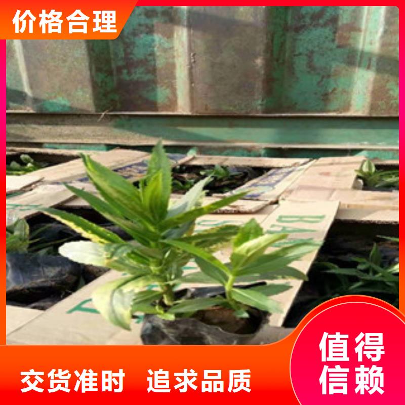 宿根花卉花海景观工程用心做品质