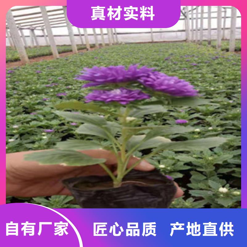 宿根花卉花海景观工程源厂定制