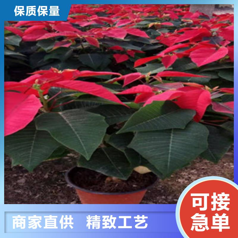 宿根花卉五一国庆草花批发经验丰富质量放心