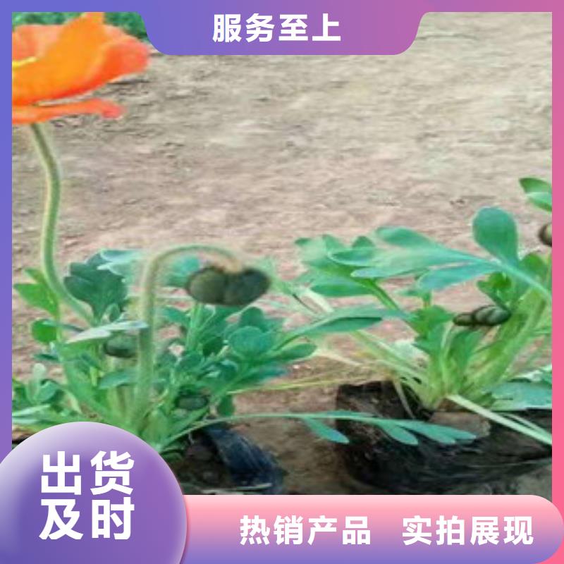 宿根花卉鲁冰花/粉黛乱子草实力厂家