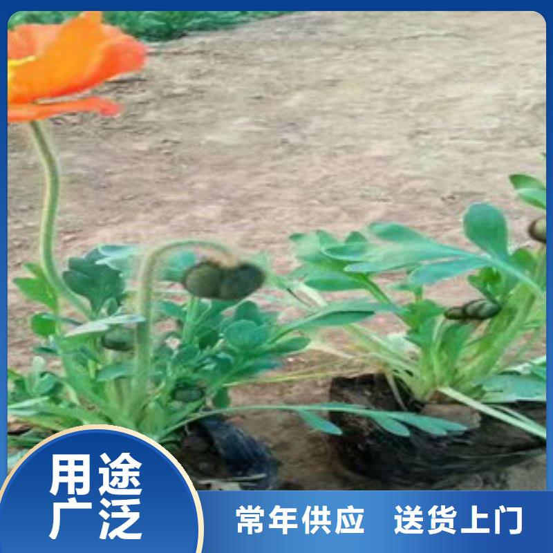 宿根花卉_时令花卉/绿化草花价格可放心采购